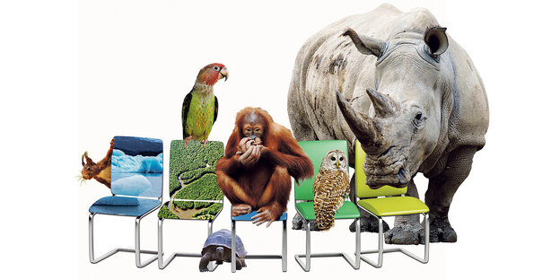 Fünf Stühle stehen in einer Reihe, zwei sind mit den Abbildungen der Arktis und dem Amazonas überzogen,ein Eichhörnchen linst hinter dem rechten Stuhl hervor, ein Papagei thront auf dem nächsten Stuhl unter dem eine Schildkröte sitzt, ein Orang Utan und eine Eule auf dem Stühlen werden von einem großen Nashorn beäugt, das hinter der Stuhlreihe steht